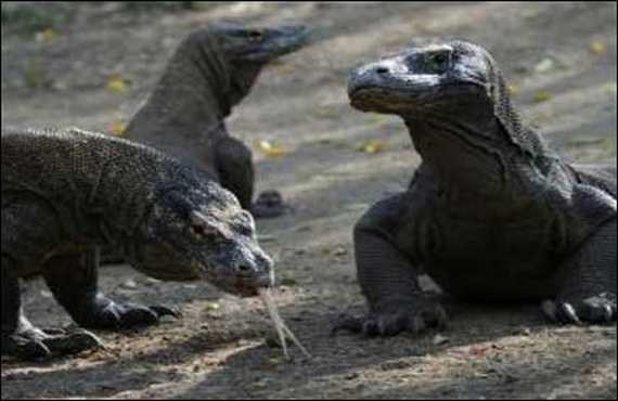 Komodo dragons