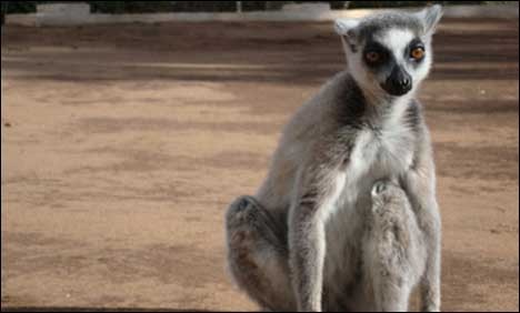 Rare find-two new species join primate club