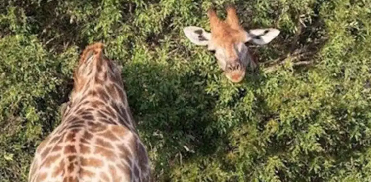 Netizens puzzled by giraffe optical illusion; here's the reality