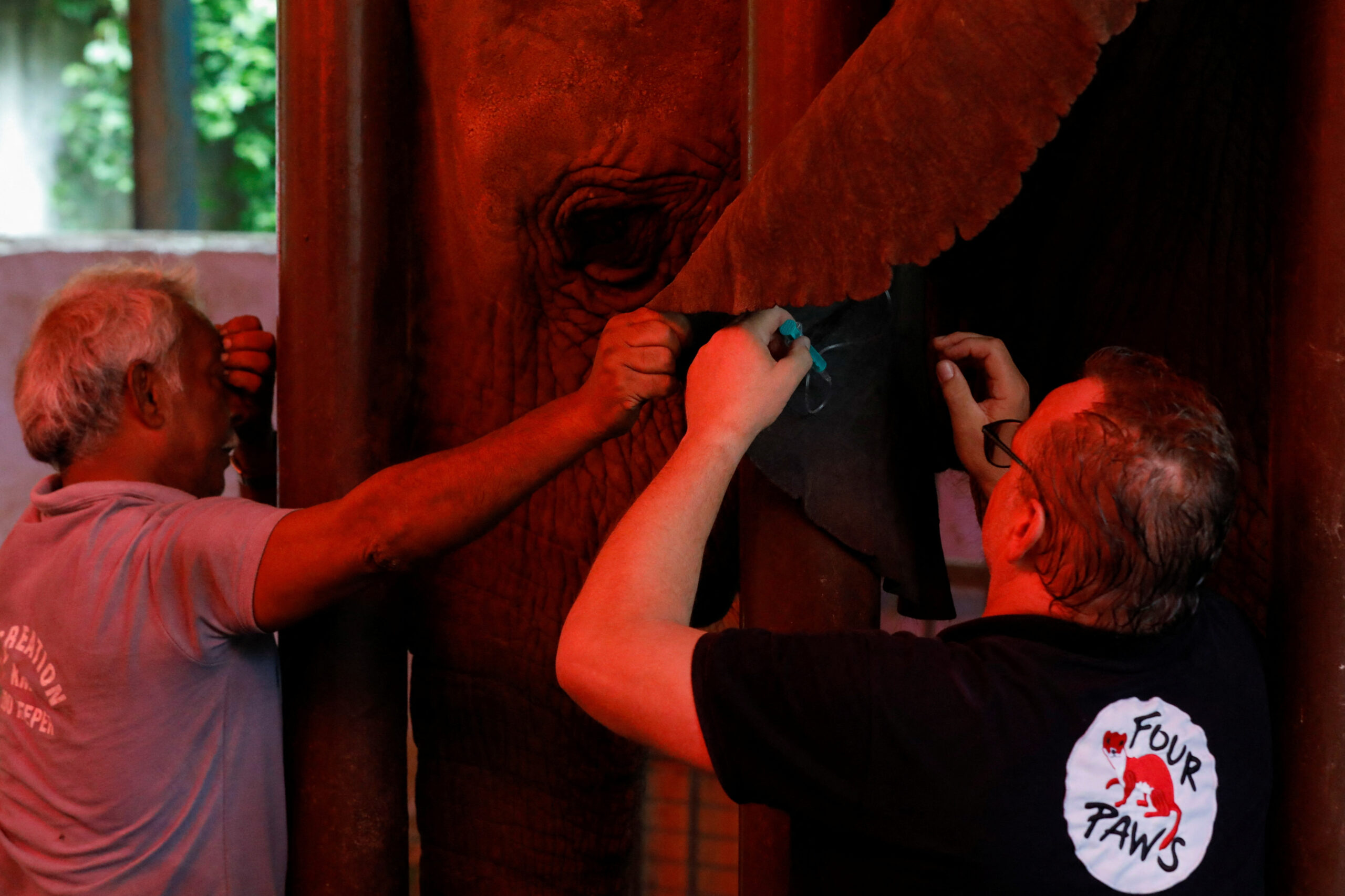 Veterinarians and animal experts from FOUR PAWS International perform a dental procedure on an elephant at the Karachi Zoo