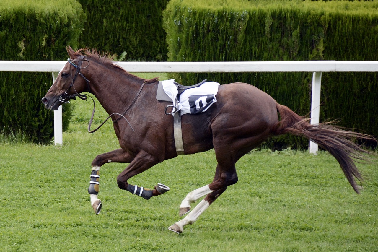 How Successful Have Sir Alex Ferguson's Horses Been